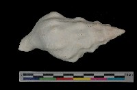 藏品(粗瘤峨螺)的圖片